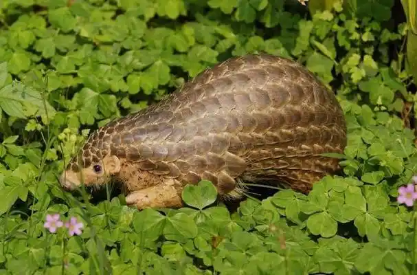 Pangolin